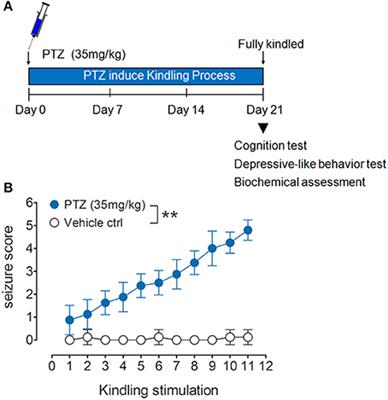 Neuronal Nitric Oxide Synthase Contributes to PTZ Kindling-Induced Cognitive Impairment and Depressive-Like Behavior